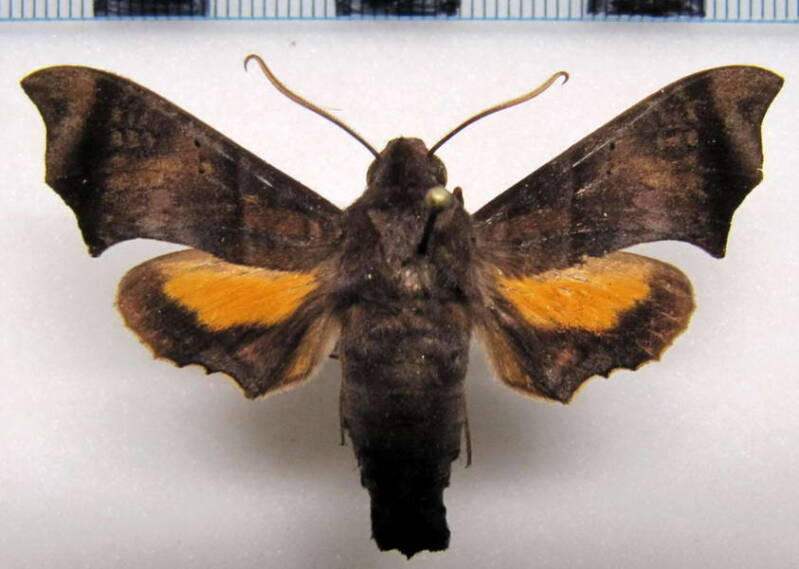perigonia_stulta_03_eq-standard.jpg