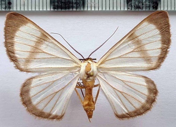 Perigramma celerenaria femelle Guyane française