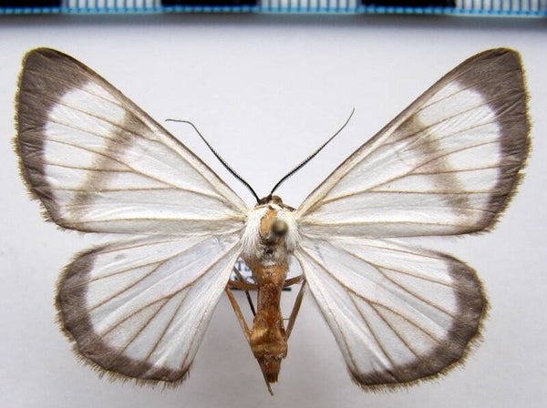Perigramma celerenaria mâle Guyane française