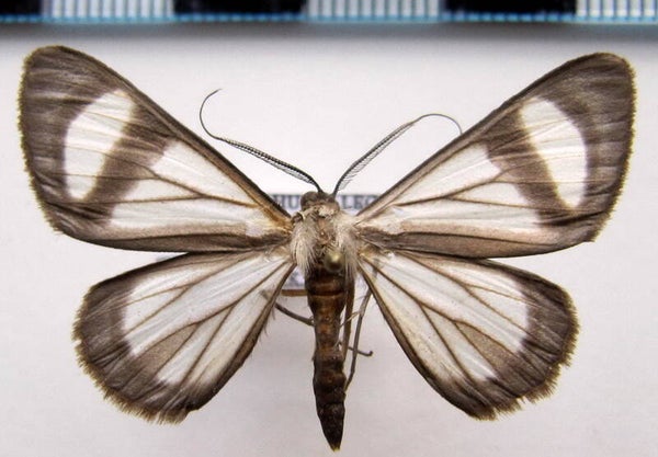 Perigramma famulata mâle Guyane française