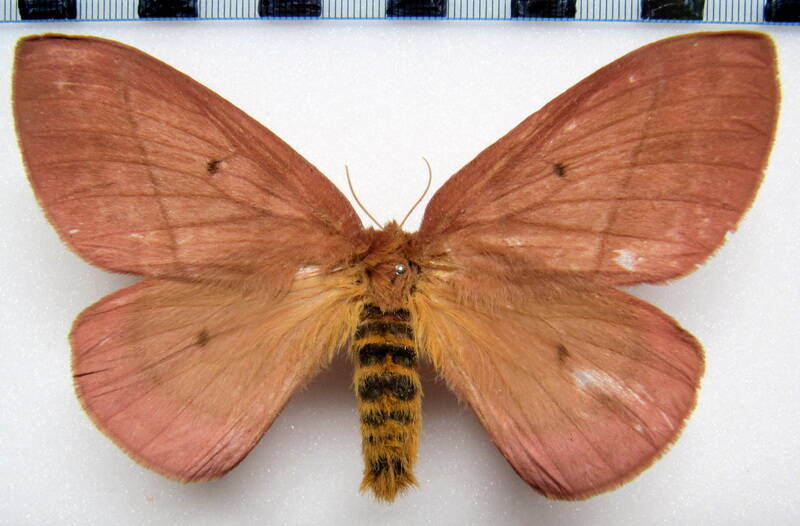 periphoba_arcaei_mex_f-standard.jpg