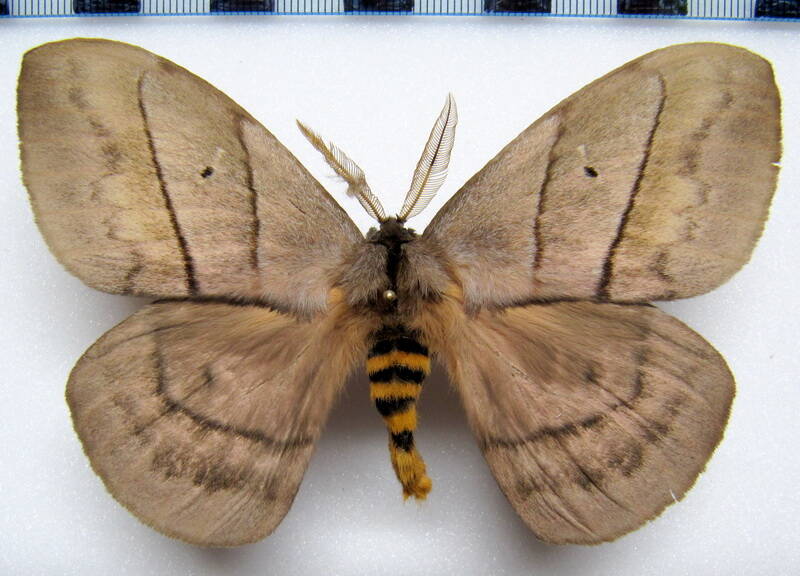 periphoba_augur_gf_m-standard.jpg