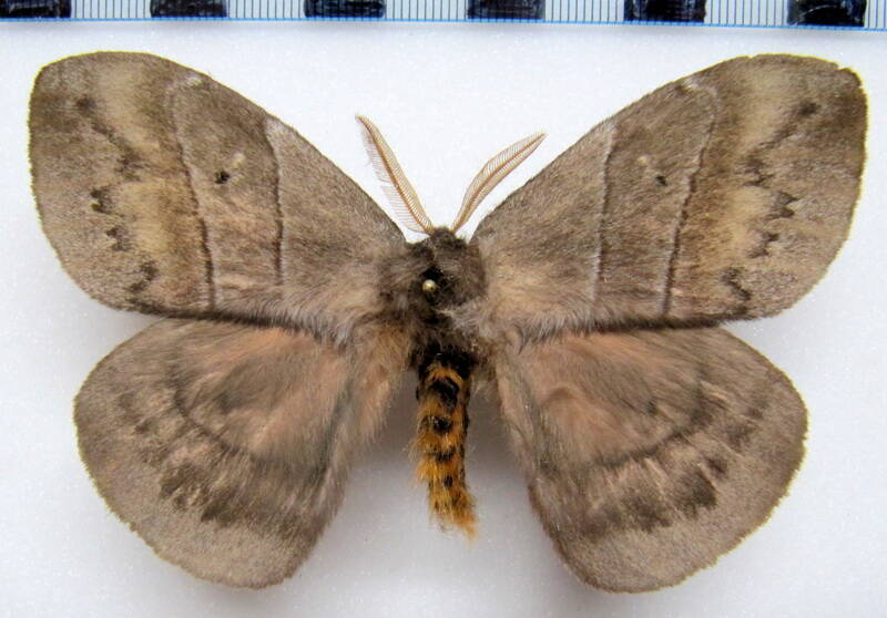 periphoba_augur_gf_m02-standard.jpg