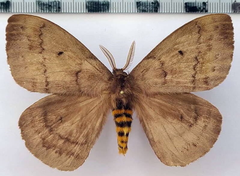 periphoba_cando_m_eq-standard.jpg