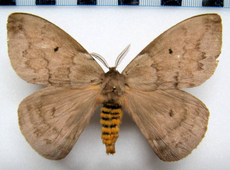 periphoba_hircia_gf_m-standard.jpg