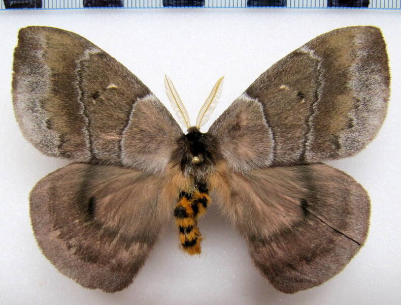 periphoba_hircia_gf_m02-standard.jpg