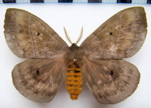 Periphoba hircia mâle A1- Equateur