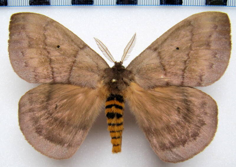 periphoba_hircia_gf_m04-standard.jpg