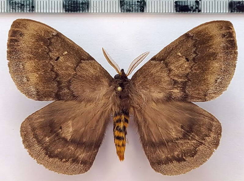 periphoba_porioni_m02_eq-standard.jpg