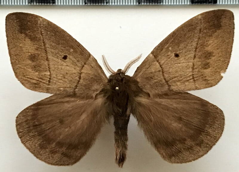 periphoba_sp245_bresil-standard.jpg