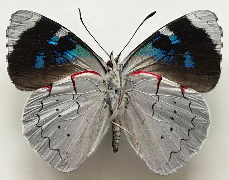 perisama_canoma_lamasi_m_per_v-standard.jpg