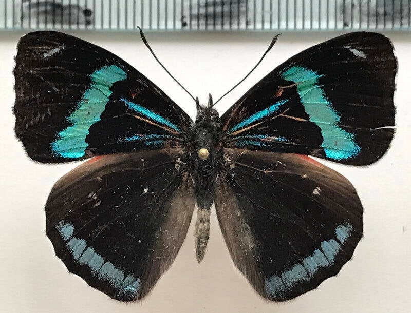 perisama_dorbignyi_dorbignyi_m_eq-standard.jpg