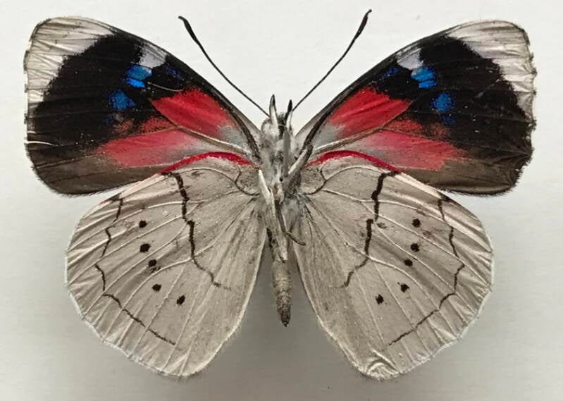 perisama_dorbignyi_dorbignyi_m_eq_v-standard.jpg