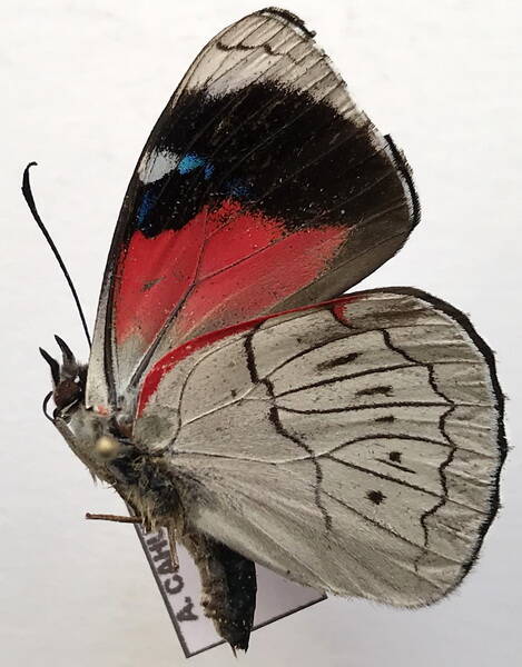 perisama_dorbignyi_jurinei_m_perou_v-standard-l9mxia.jpg