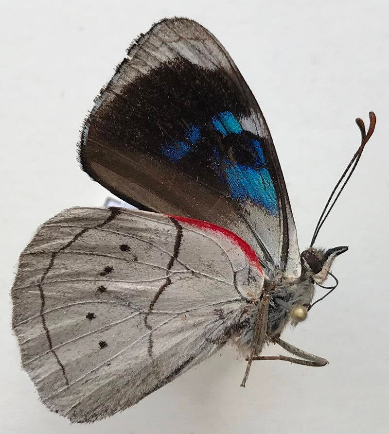 perisama_guerini_joharmes_m_eq_v-standard.jpg
