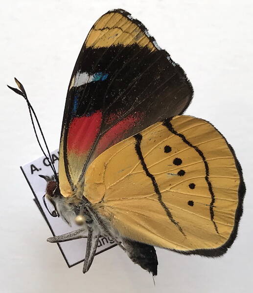 perisama_humblodtii_intermedia_m_eq_v-standard.jpg
