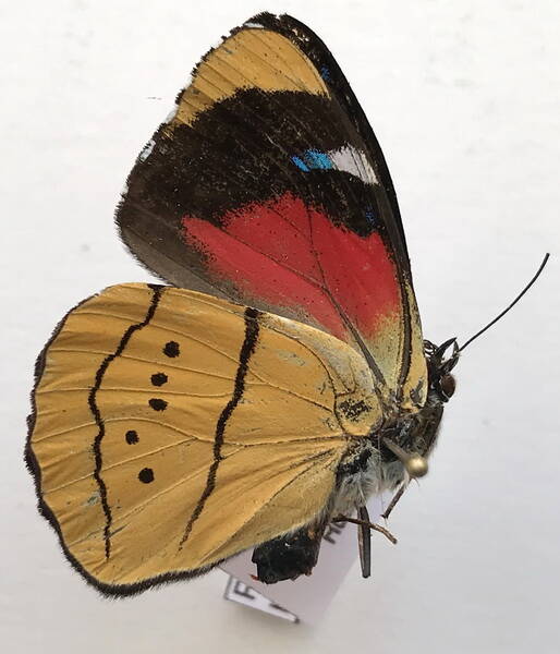 perisama_humblodtii_tringa_m_perou_v-standard-2jnbcs.jpg