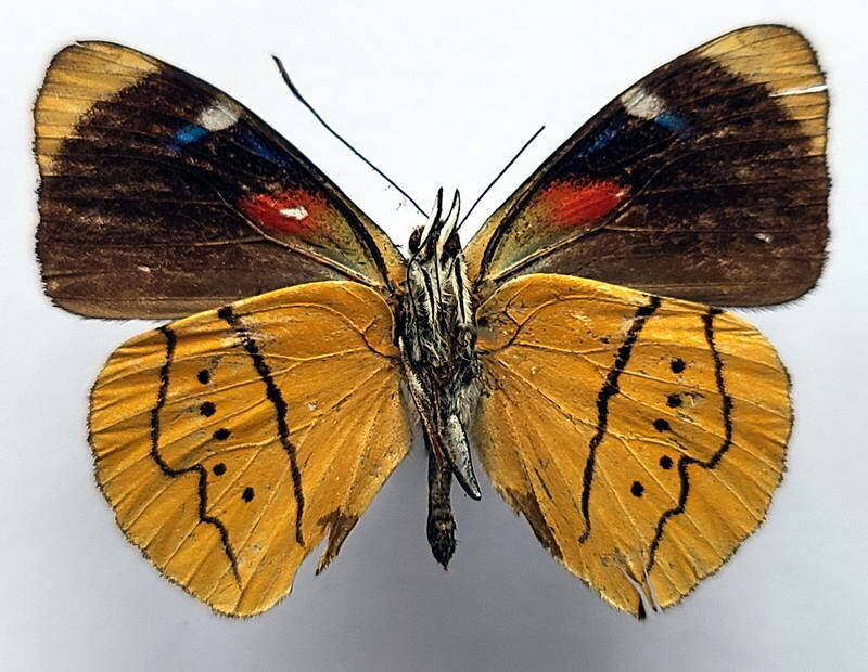 perisama_humboldti_intermedia_m_eq_v-standard.jpg