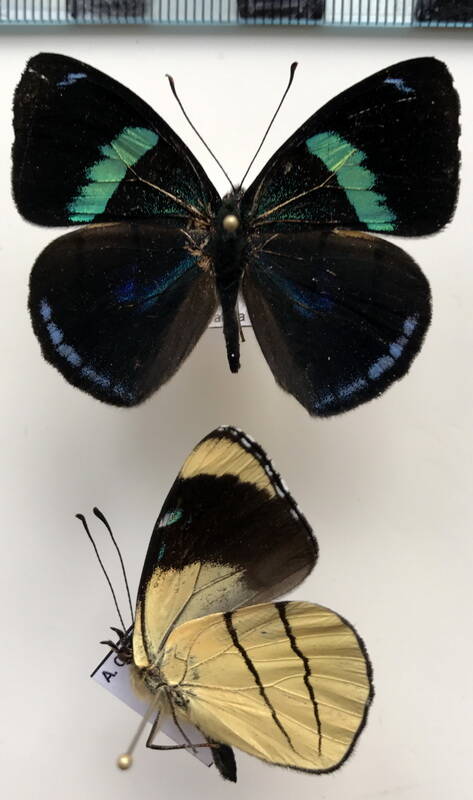 perisama_oppelii_cristal_m_eq-standard.jpg