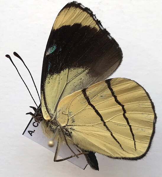perisama_oppelii_cristal_m_eq_v-standard.jpg