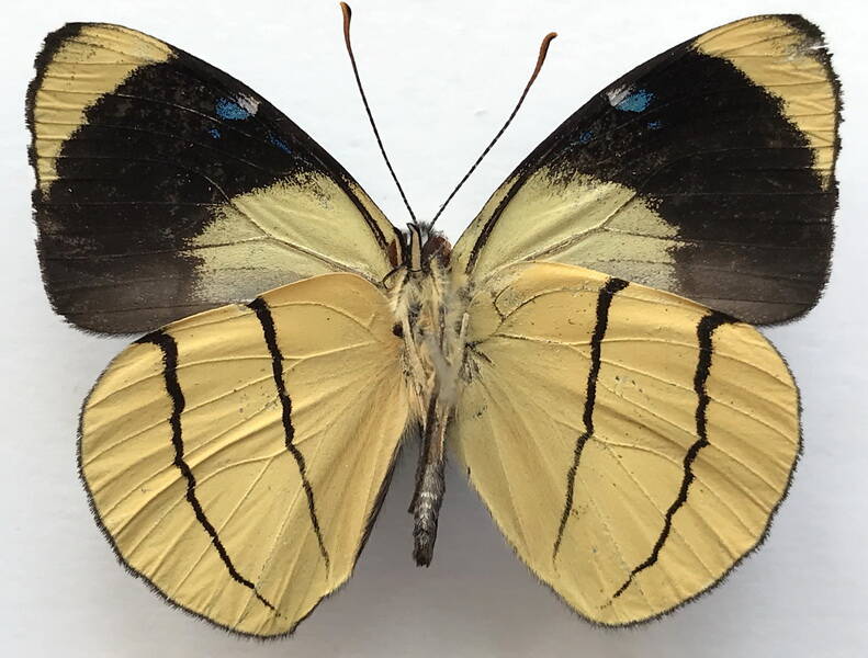 perisama_oppelii_oppelii_m_eq_v-standard-u39u19.jpg