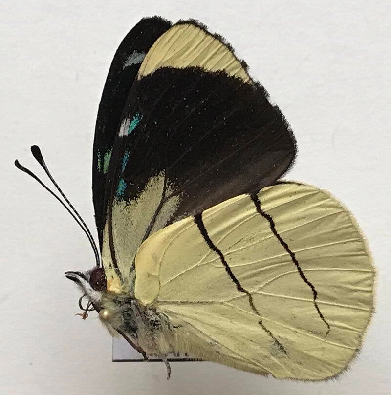 perisama_oppelii_oppelii_m_per_v-standard.jpg