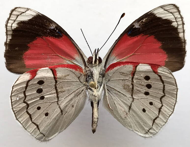 perisama_paralicia_bonita_m_eq_v-standard.jpg