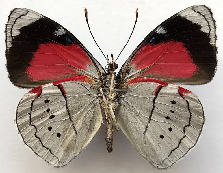 perisama_paralicia_paralicia_m_perou_v-standard.jpg