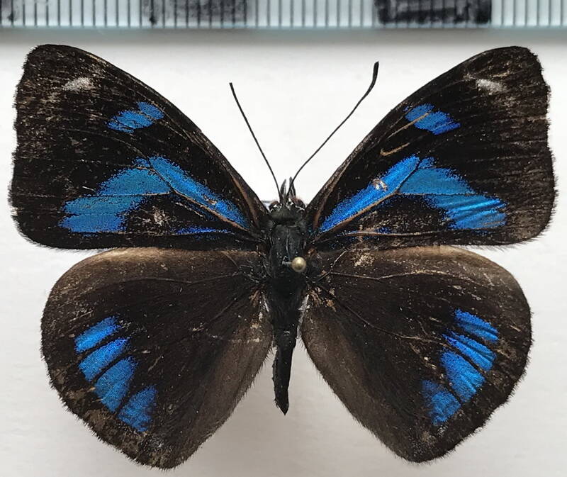 perisama_philinus_nyctimene_m_eq-standard.jpg