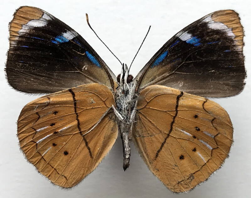 perisama_philinus_nyctimene_m_eq_v-standard.jpg