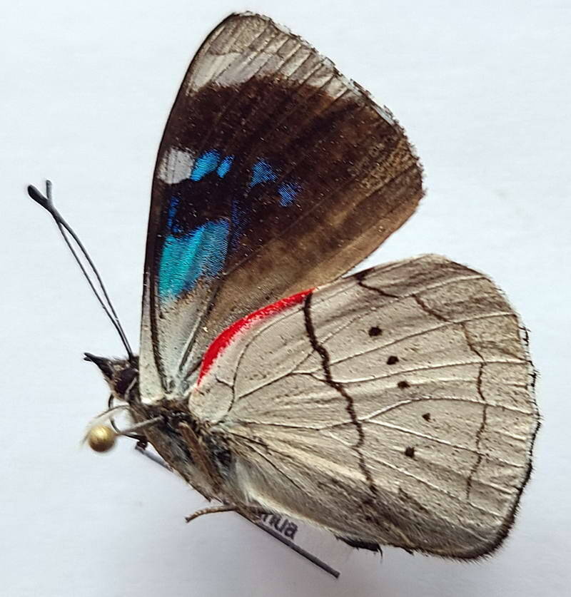 perisama_sp776_m_Equateur