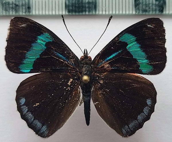 Perisama sp 776 mâle A1-  Equateur