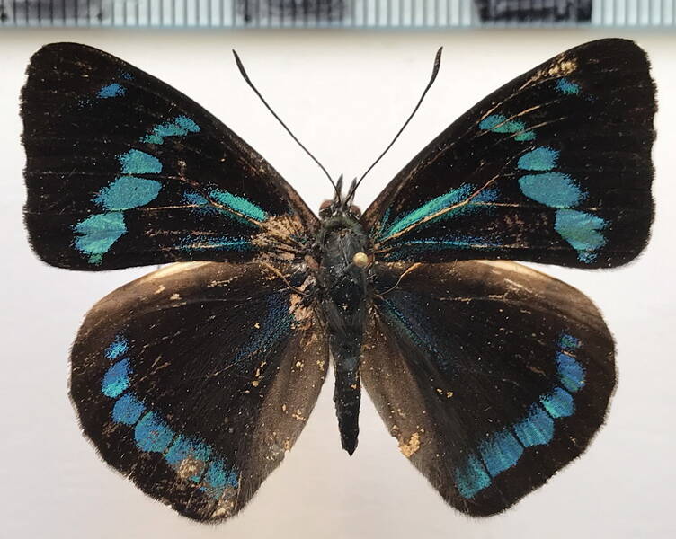 perisama_vitringa_huallaga_m_perou-standard.jpg
