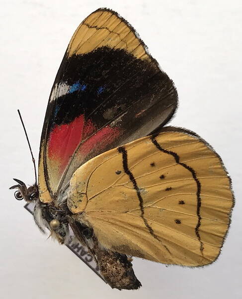 perisama_vitringa_huallaga_m_perou_v-standard.jpg