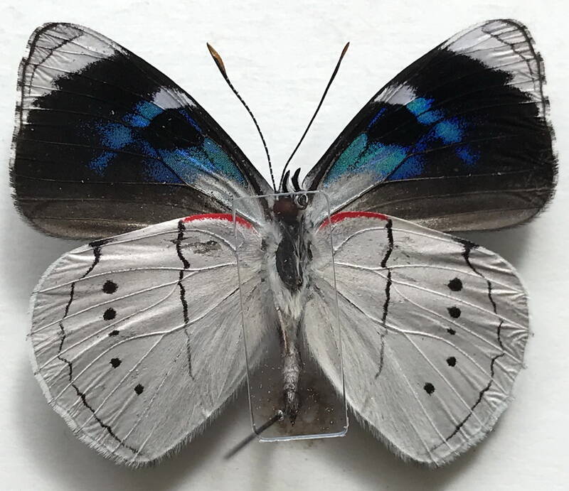 perisama_yeba_guerini_m_eq_v-standard.jpg