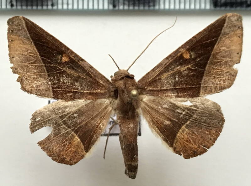 pero_coronata_m_gf-standard.jpg
