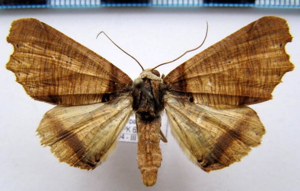 Pero polygonaria mâle  Guyane française