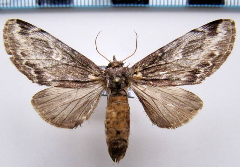 peroara_sylvestris_gf-standard.jpg