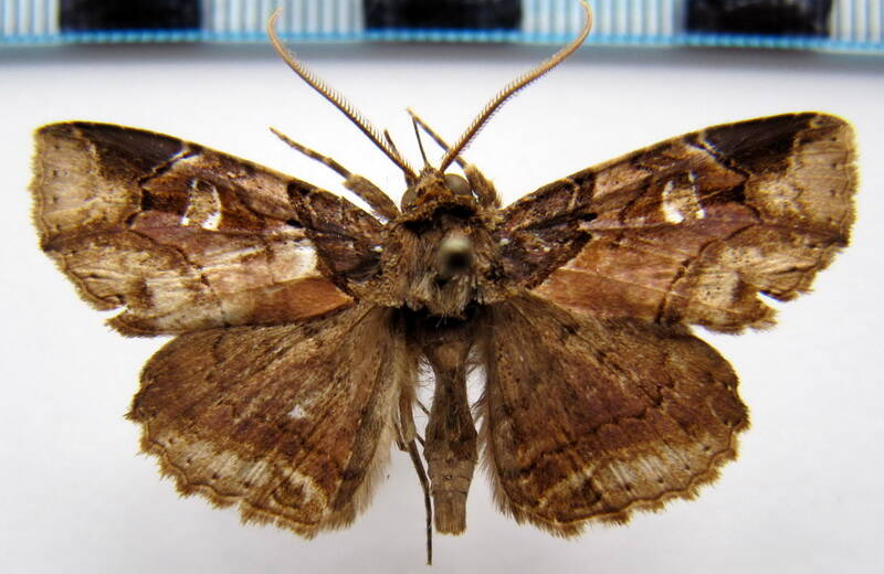 peteroma_denticulata_gf-standard.jpg