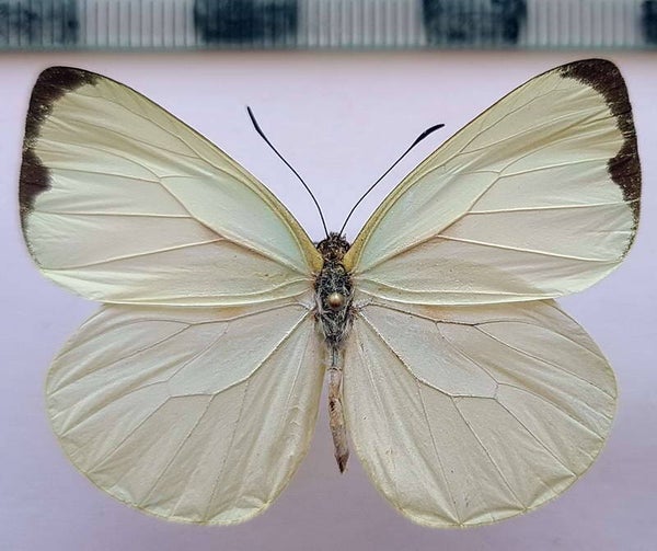 Pseudopieris viridula  mâle A1-  Equateur