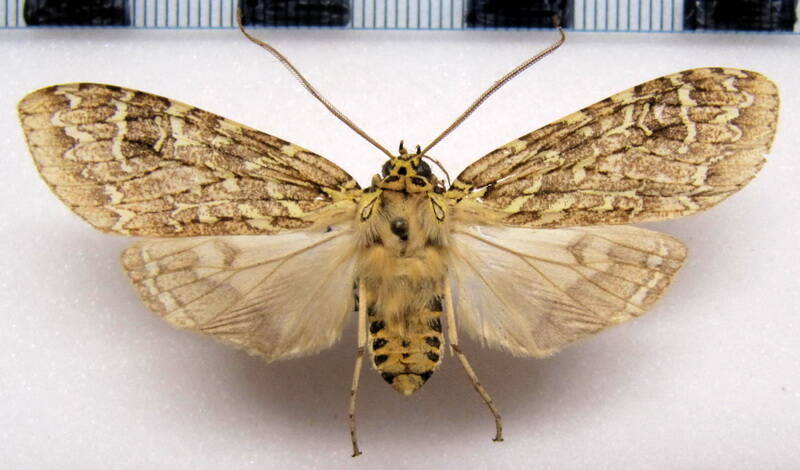 phaegoptera_decrepida_m_eq-standard.jpg
