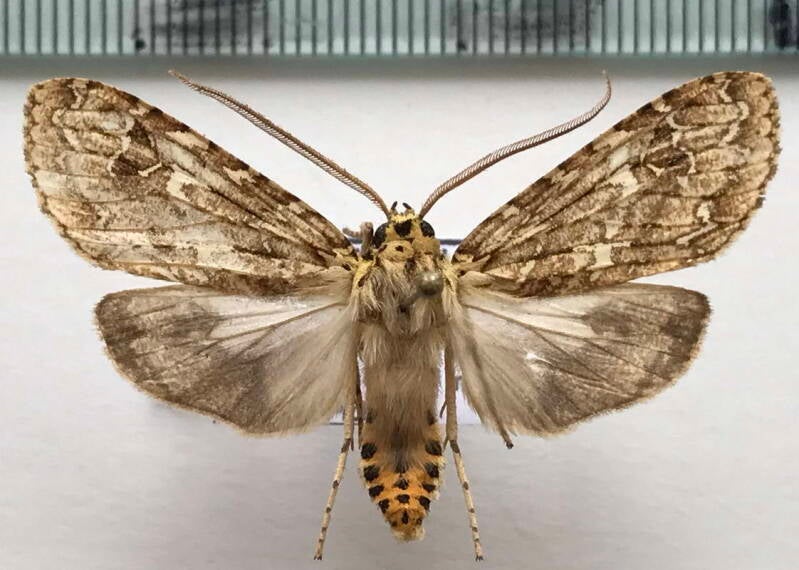phaegoptera_decrepidoides_m02_eq-standard.jpg
