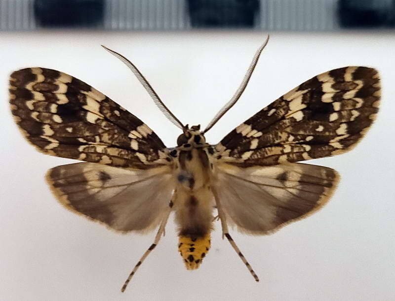 phaegoptera_decrepidoides_m03_eq-standard-zh1m9u.jpg