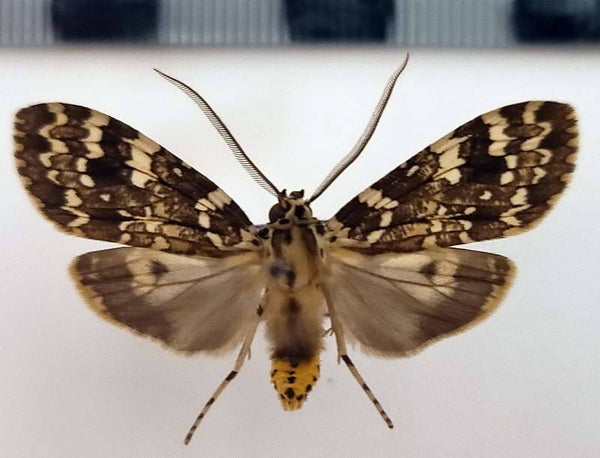 Phaegoptera decrepidoides mâle A1-  Equateur