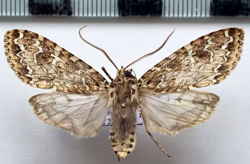phaegoptera_decrepidoides_m_per-standard.jpg