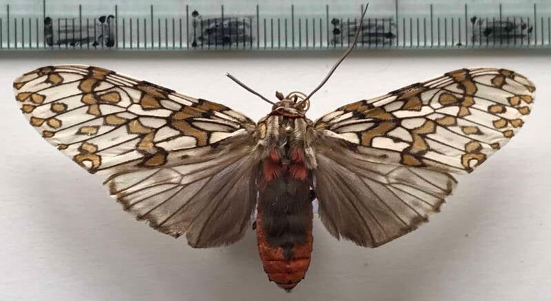 phaegoptera_depicta_m02_br-standard.jpg
