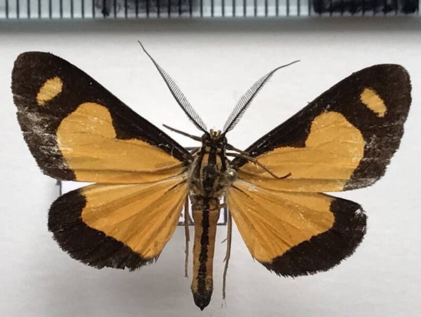 Phaeochlaena bicolor mâle Equateur