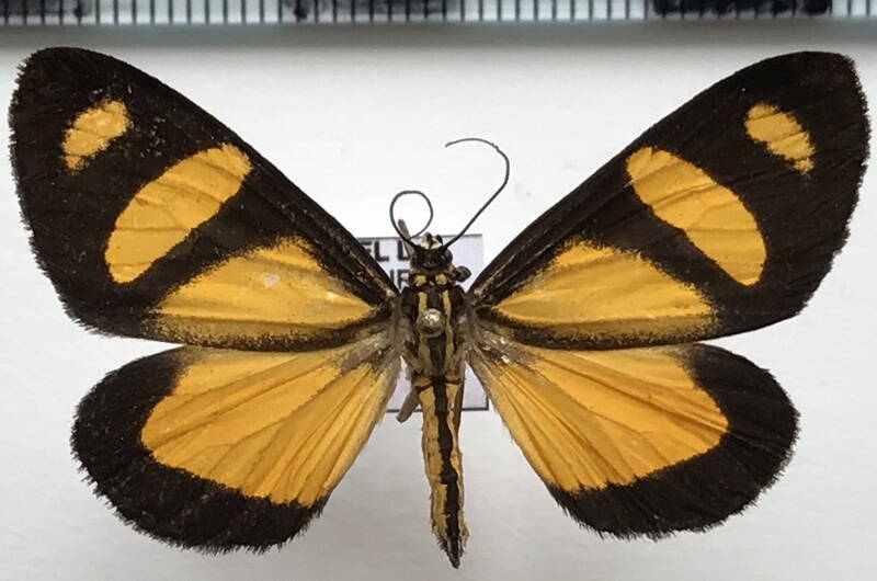 phaeochlaena_solilucis_eq-standard-oaduy9.jpg