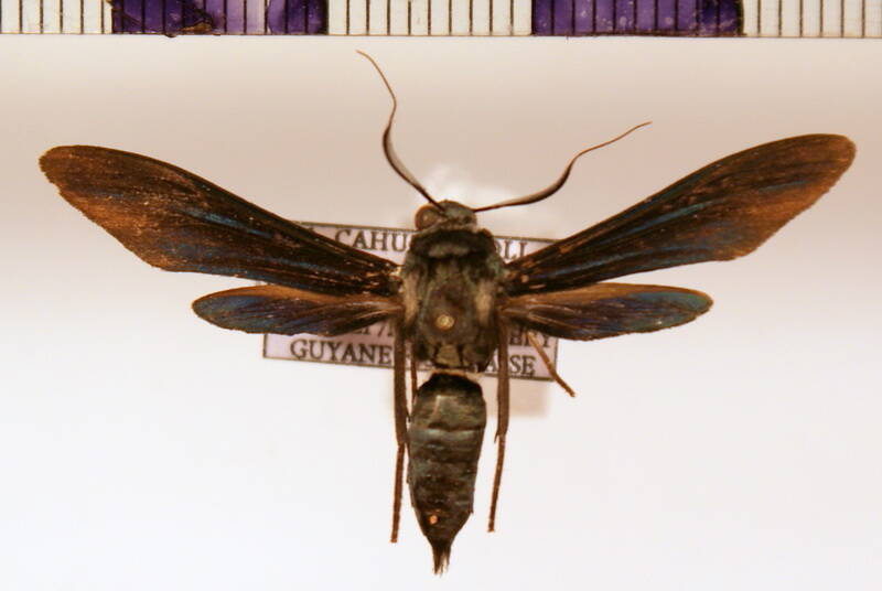 phaeosphecia_opaca_m-standard.jpg