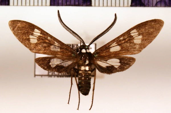 Phaio acquiguttata mâle A1-  Equateur